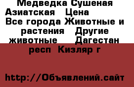 Медведка Сушеная Азиатская › Цена ­ 1 400 - Все города Животные и растения » Другие животные   . Дагестан респ.,Кизляр г.